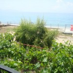 View from the rooms