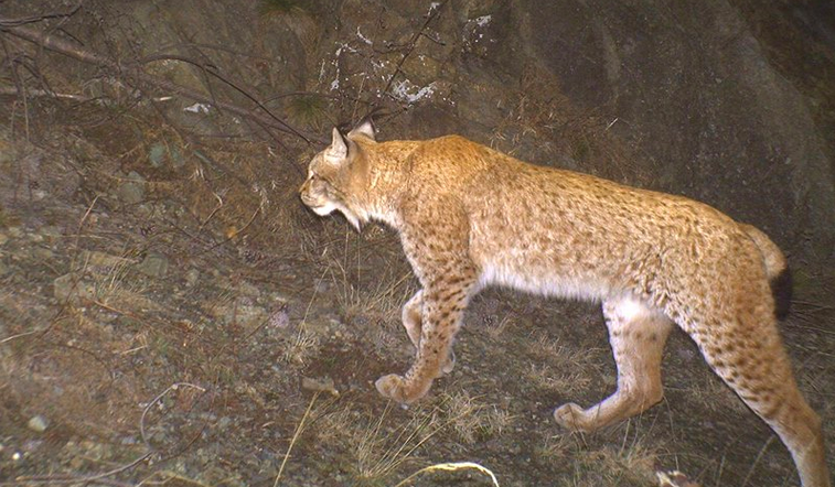 Balkan Lynx in Albania